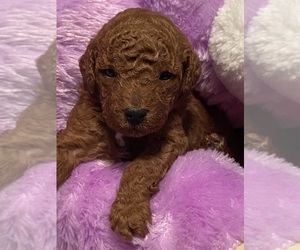 Goldendoodle (Miniature) Puppy for sale in SALUDA, SC, USA