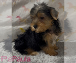 Small #2 Yorkshire Terrier