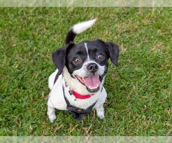 Medium Photo #2 Chihuahua-Unknown Mix Puppy For Sale in San Clemente, CA, USA