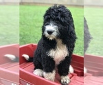 Small #15 Bernedoodle