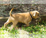 Puppy 1 Blue Lacy