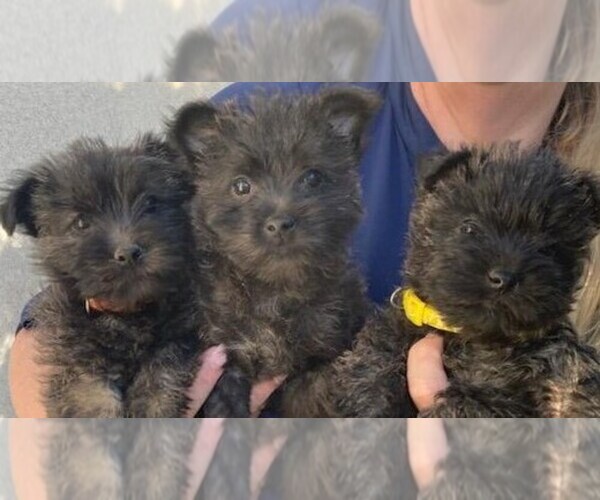 Medium Photo #1 Cairn Terrier Puppy For Sale in RENO, NV, USA