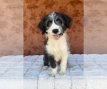 Small #7 Aussiedoodle