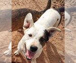 Small Photo #1 Mutt Puppy For Sale in Los Lunas, NM, USA
