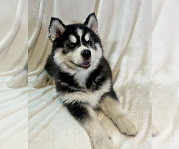 Medium Photo #9 Siberian Husky Puppy For Sale in ALTON, IL, USA