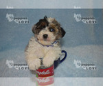 Small Photo #13 Aussiedoodle Puppy For Sale in SANGER, TX, USA