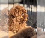 Small #2 Poodle (Toy)