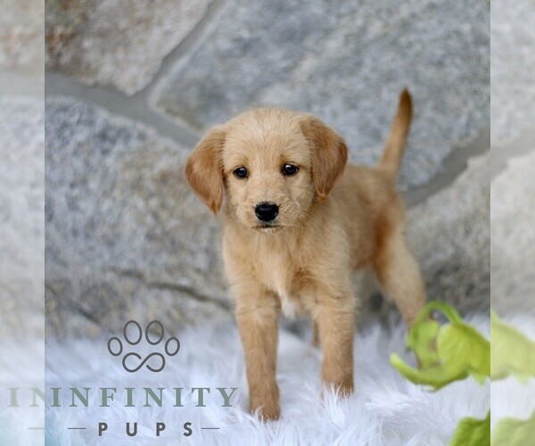 Medium Photo #3 Miniature Labradoodle Puppy For Sale in BIRD IN HAND, PA, USA