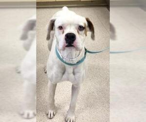 Boxer Dogs for adoption in Riverside, CA, USA
