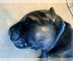 Small #23 German Shepherd Dog