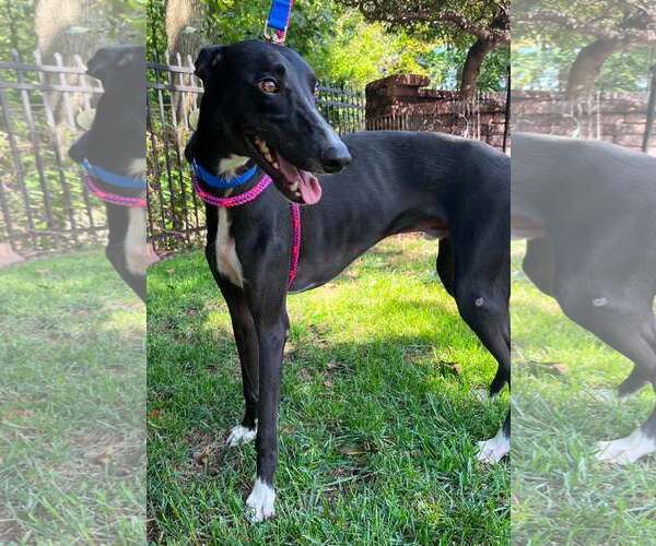 Medium Photo #1 Greyhound Puppy For Sale in Cherry Hill, NJ, USA