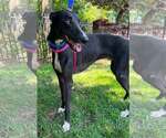 Small Greyhound