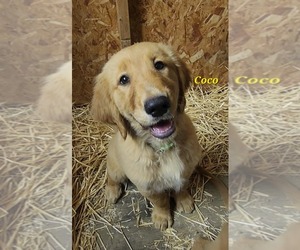 Golden Retriever Puppy for sale in WILLIAMSON, WV, USA