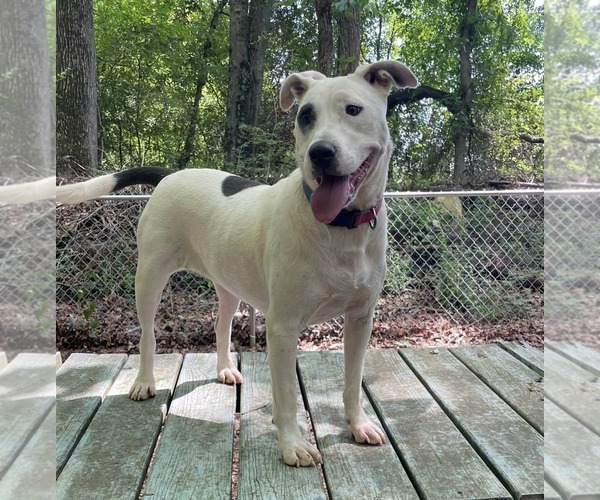 Medium Photo #4 Mutt Puppy For Sale in Greenville, SC, USA