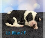 Puppy Lt Blue Sheepadoodle