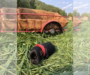 Labrador Retriever Puppy for sale in NEOLA, WV, USA