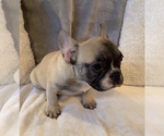 Small #16 French Bulldog