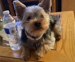 Small #1 Yorkshire Terrier