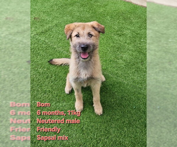Medium Photo #1 Unknown-Wheaten Terrier Mix Puppy For Sale in Agoura Hills, CA, USA