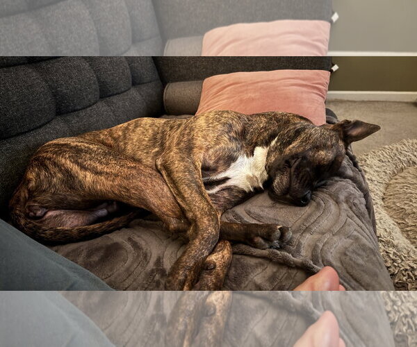Medium Photo #7 Mutt Puppy For Sale in Oakhurst, NJ, USA