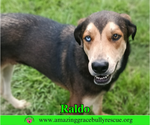 Raldo - Male Australian Shepherd-Unknown Mix Dog for Adoption - Small photo