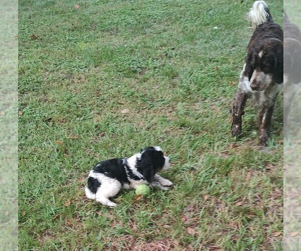 Medium Photo #12 English Springer Spaniel Puppy For Sale in GLEN SAINT MARY, FL, USA