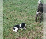 Small #11 English Springer Spaniel