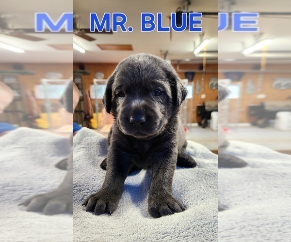 Medium Photo #2 Labrador Retriever Puppy For Sale in GARVIN, MN, USA