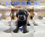 Small #1 Labrador Retriever