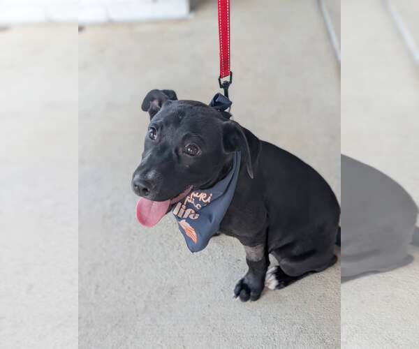 Medium Photo #8 Labrador Retriever-Unknown Mix Puppy For Sale in Holly Springs, NC, USA
