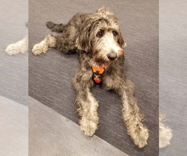 Medium Photo #4 Labradoodle Puppy For Sale in CHICAGO, IL, USA