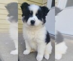 Puppy 6 Pomsky