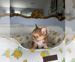 Small #4 Chihuahua