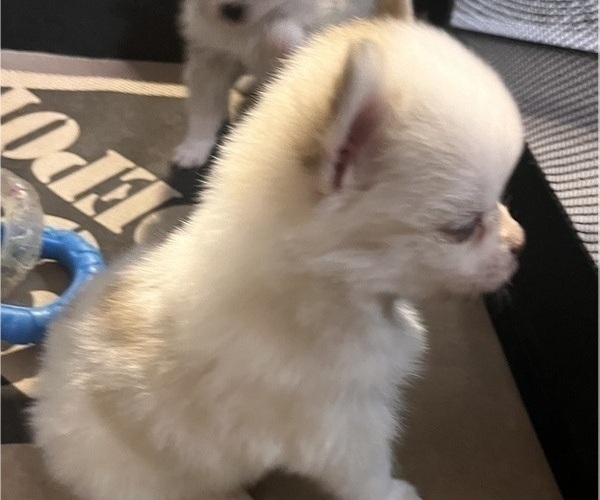 Medium Photo #17 Pomsky Puppy For Sale in GOLDEN VALLEY, AZ, USA
