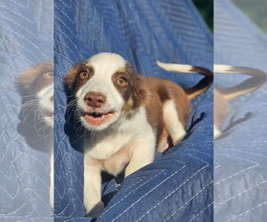 Australian Shepherd-Chihuahua Mix Dogs for adoption in Wakefield, RI, USA