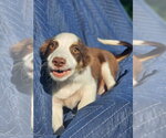 Small Australian Shepherd-Chihuahua Mix