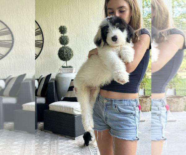 Medium Photo #7 Sheepadoodle Puppy For Sale in ST AUGUSTINE, FL, USA
