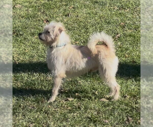 Medium Photo #3 Mutt Puppy For Sale in Germantown, OH, USA