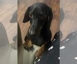 Small Dachshund
