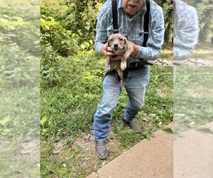 Mountain Cur Puppy for sale in WATTS, OK, USA