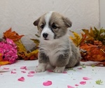 Small #2 Pembroke Welsh Corgi