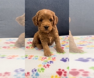 Goldendoodle (Miniature) Puppy for sale in RANDOLPH, WI, USA