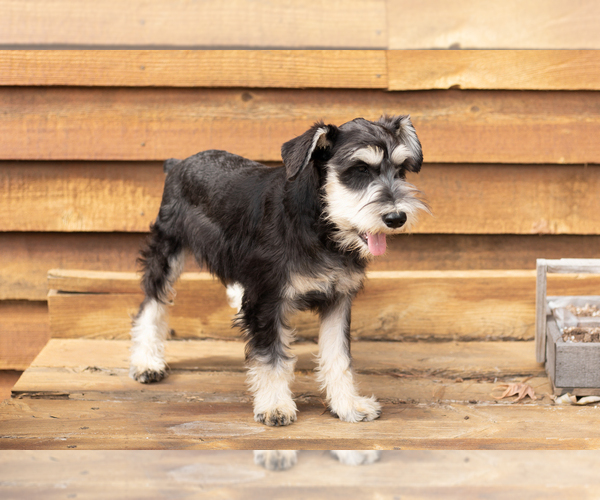 Medium Photo #4 Schnauzer (Miniature) Puppy For Sale in NAPPANEE, IN, USA