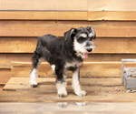 Small #3 Schnauzer (Miniature)