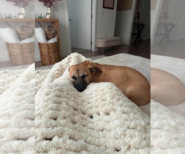 Medium Photo #9 Mutt Puppy For Sale in Derwood, MD, USA