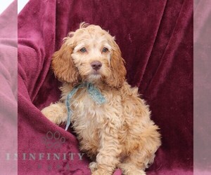 Cockapoo Puppy for sale in NEWVILLE, PA, USA