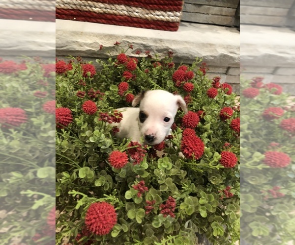 Medium Photo #3 Jack Russell Terrier Puppy For Sale in MABLETON, GA, USA