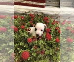 Small Photo #11 Jack Russell Terrier Puppy For Sale in MABLETON, GA, USA