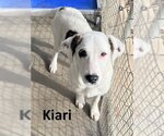 Small Photo #2 Great Pyrenees-Unknown Mix Puppy For Sale in Mountain View, AR, USA