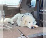Small #1 Great Pyrenees